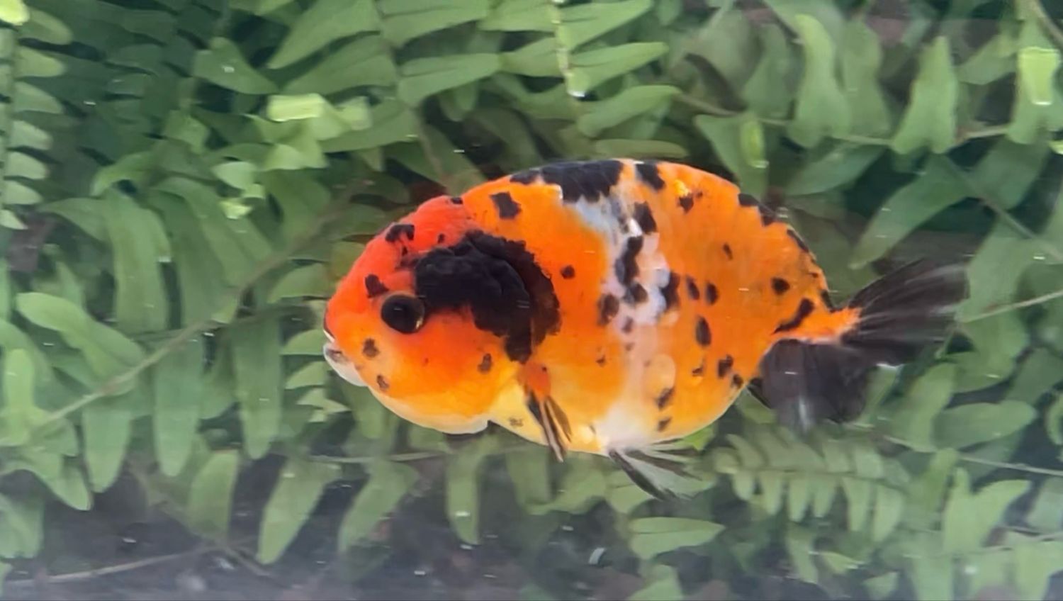 Calico Yuanbao Ranchu (F, 3.75”)
