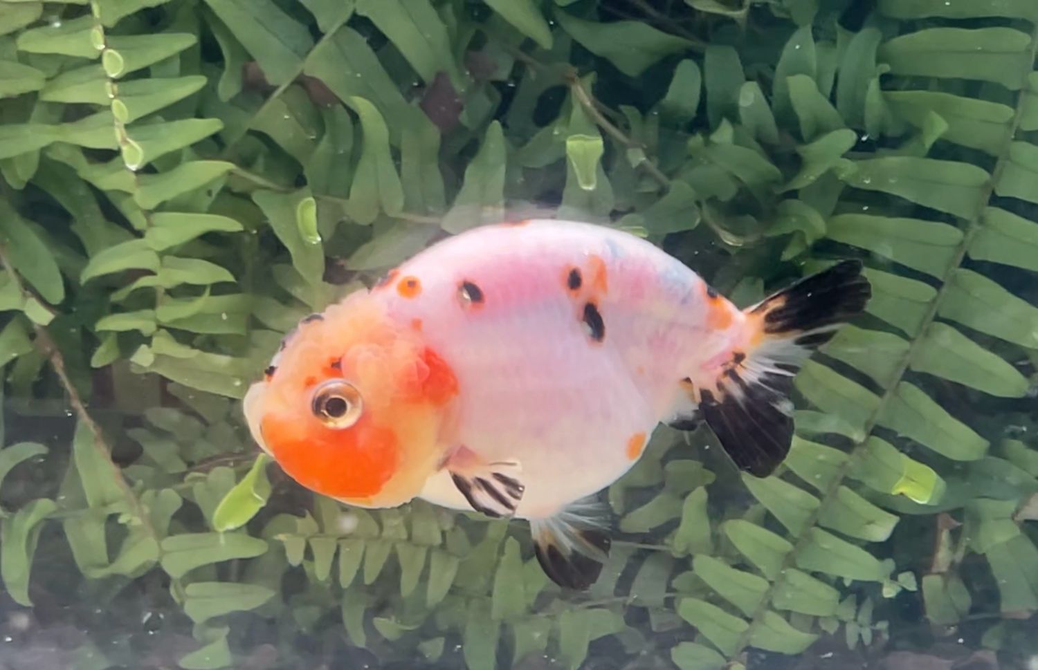 Tri-color Yuanbao Ranchu (F, 3.75”)