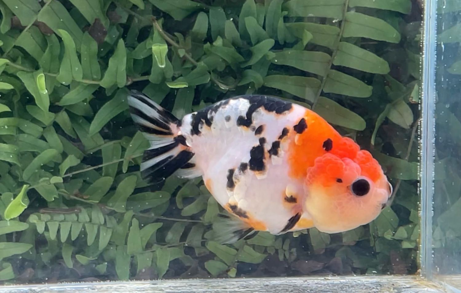 Milk Cow Yuanbao Ranchu (F, 4”)