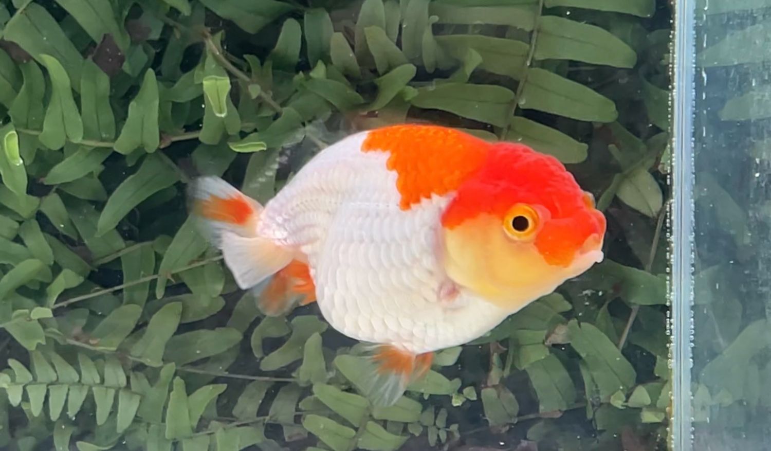 Red And White Yuanbao Ranchu (F, 3.75”)