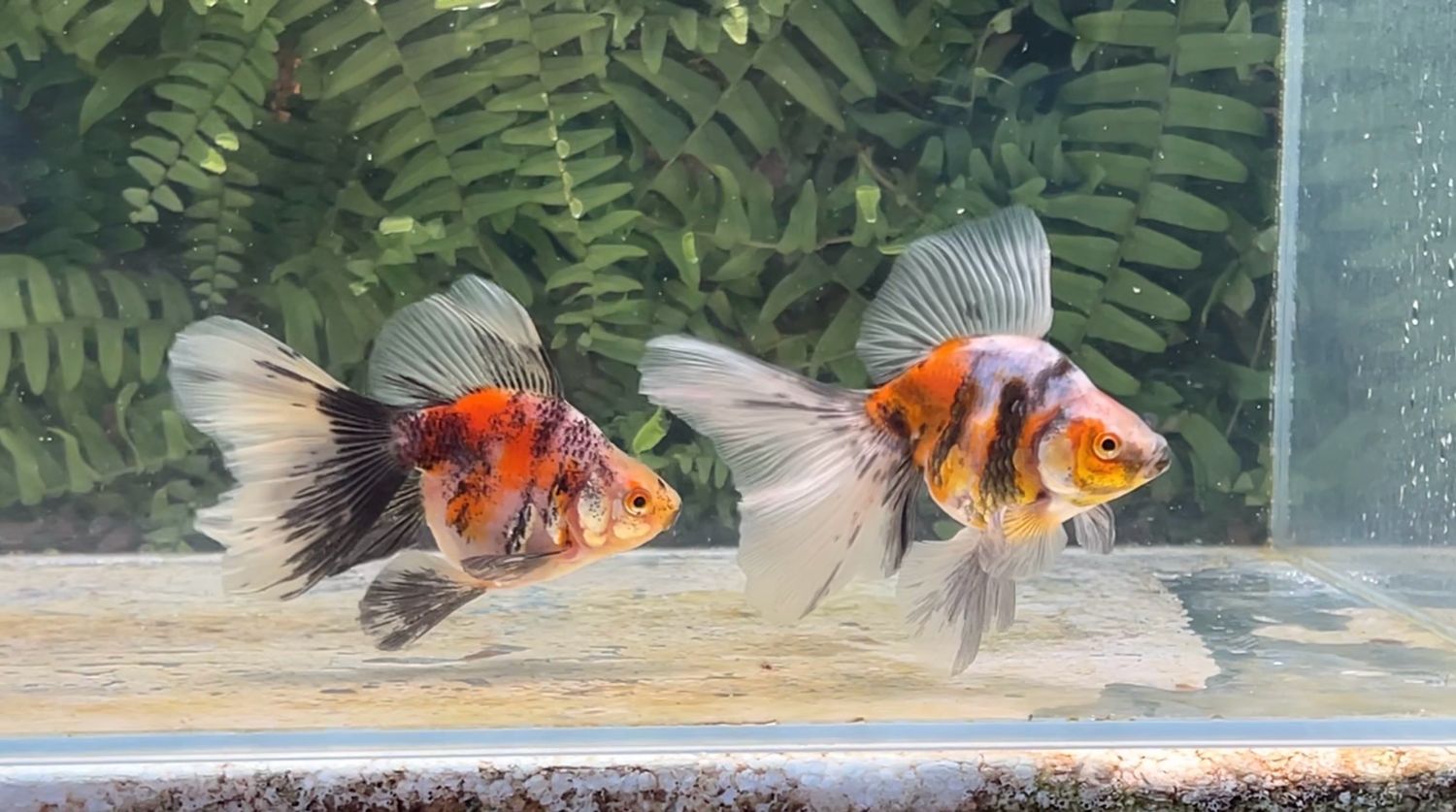 2 Pack Assorted Deep Body Veiltails (4”)