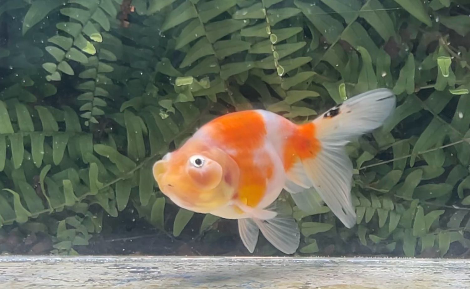 Orange Creamsicle Lion Froghead (4.75”)