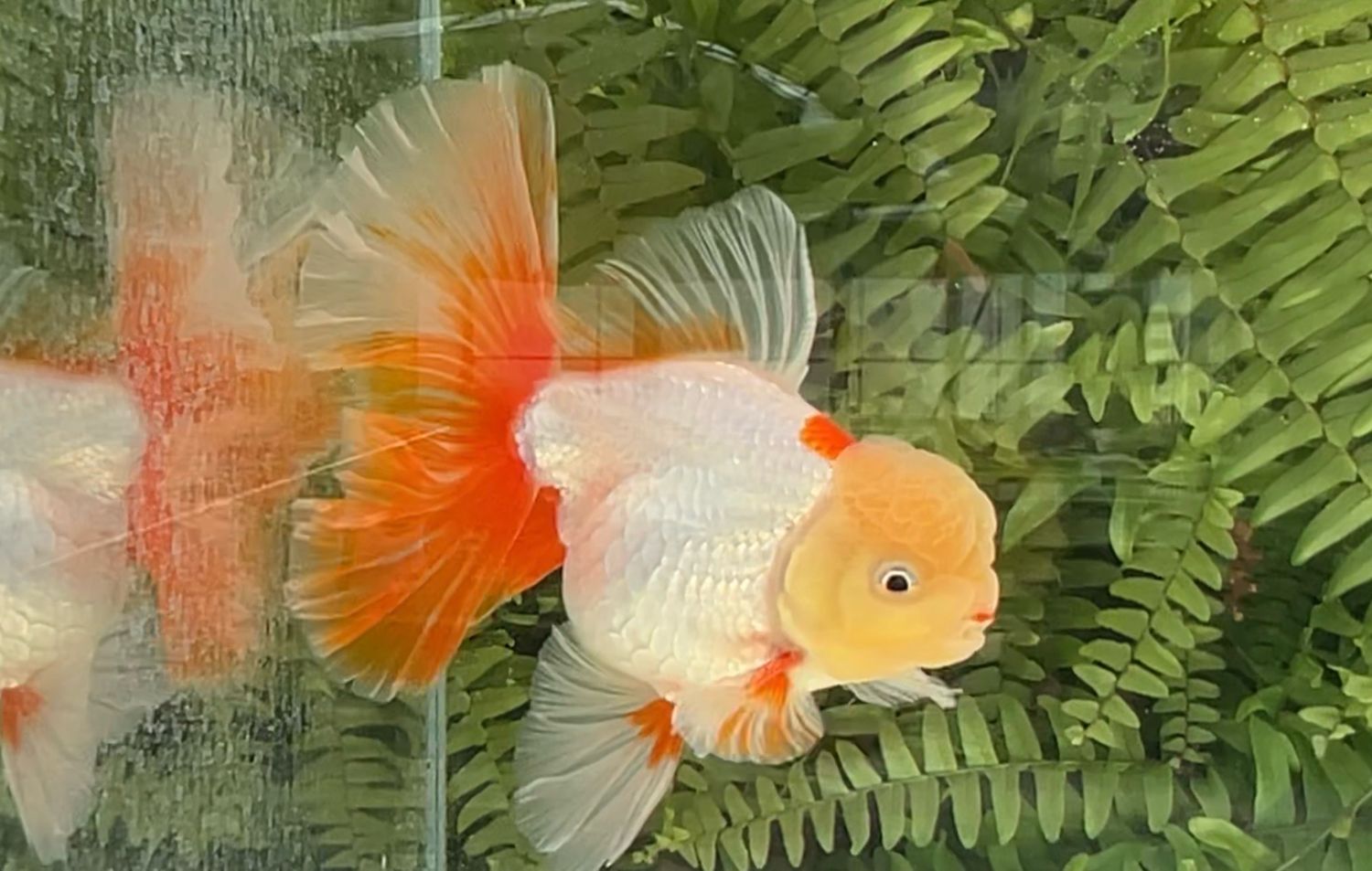 Lemon Head Red And White Peonytail Oranda (M, 6.25”)