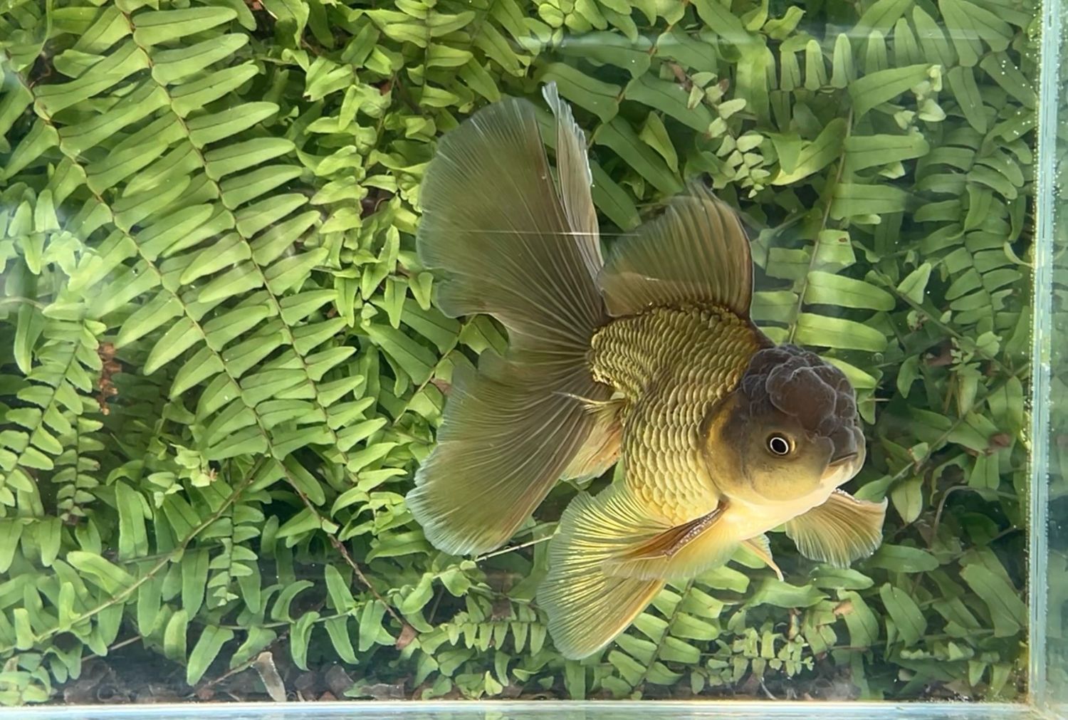 Bronze Rosetail Oranda (M, 6”)