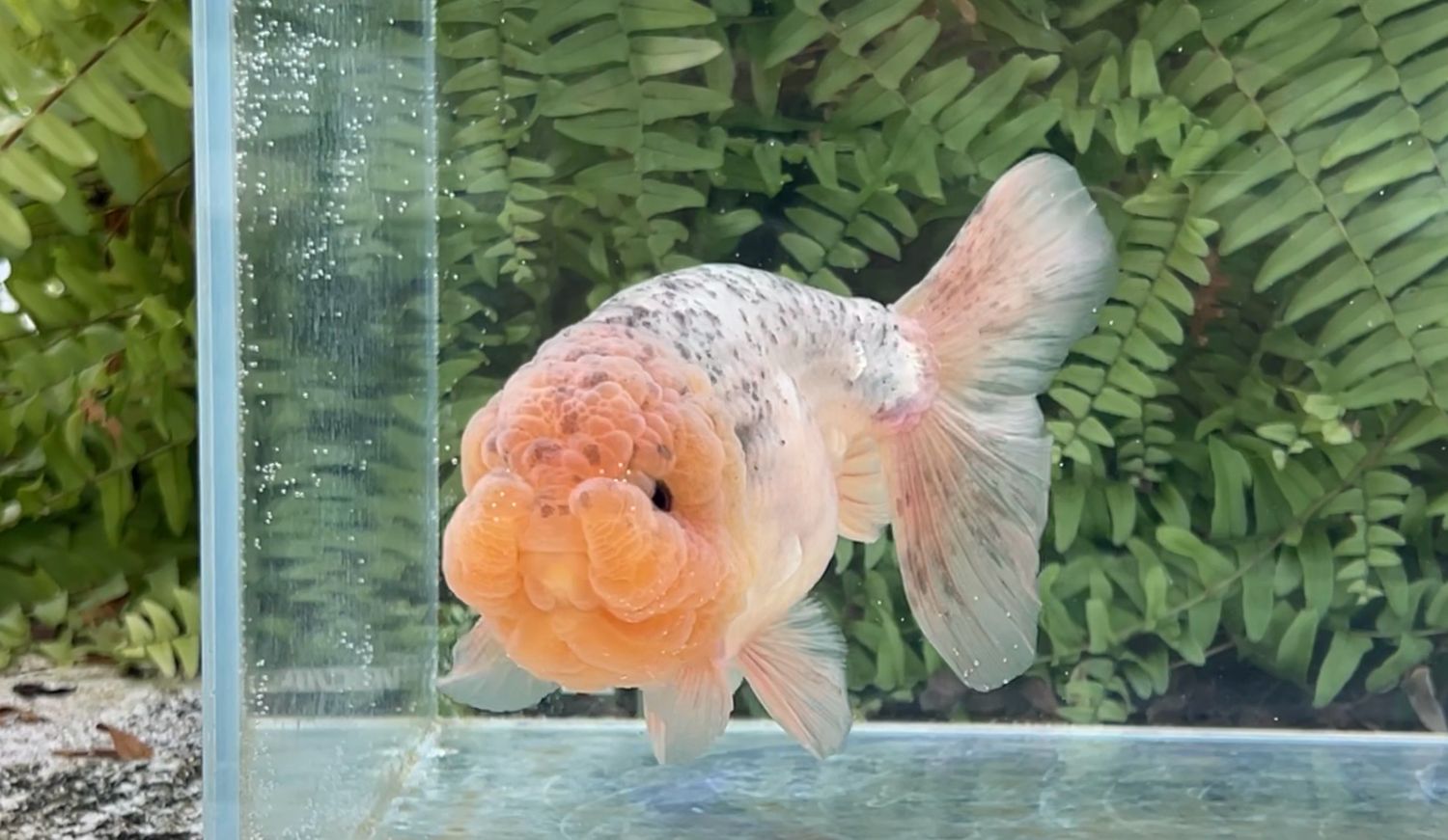 Blue Based Sesame Specks Lionhead (M, 6”)