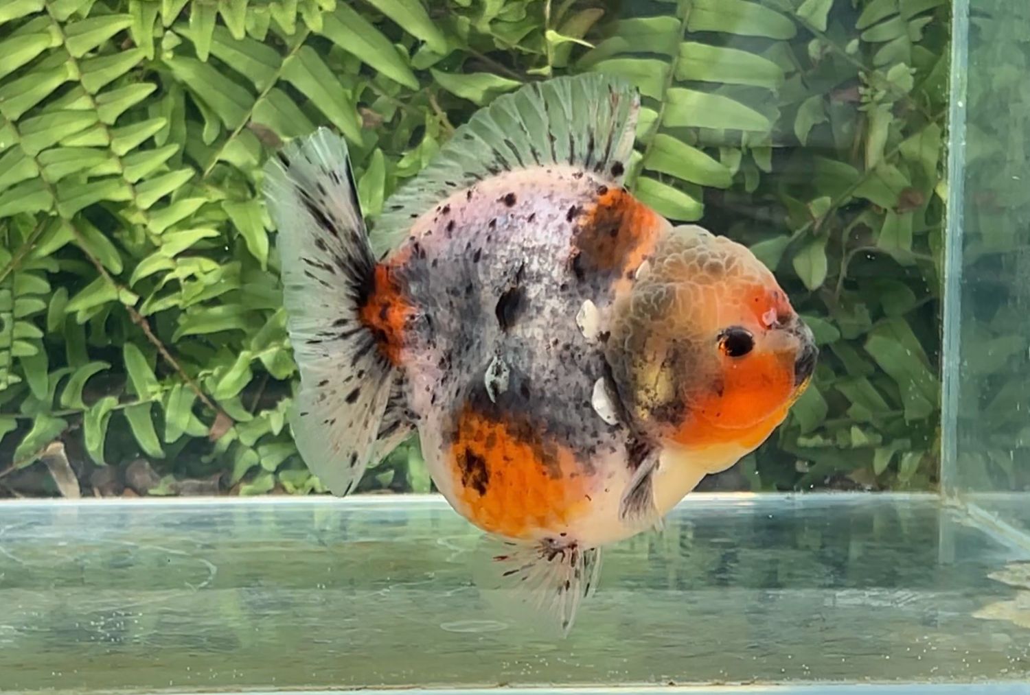 Calico Shogun Oranda (4”)