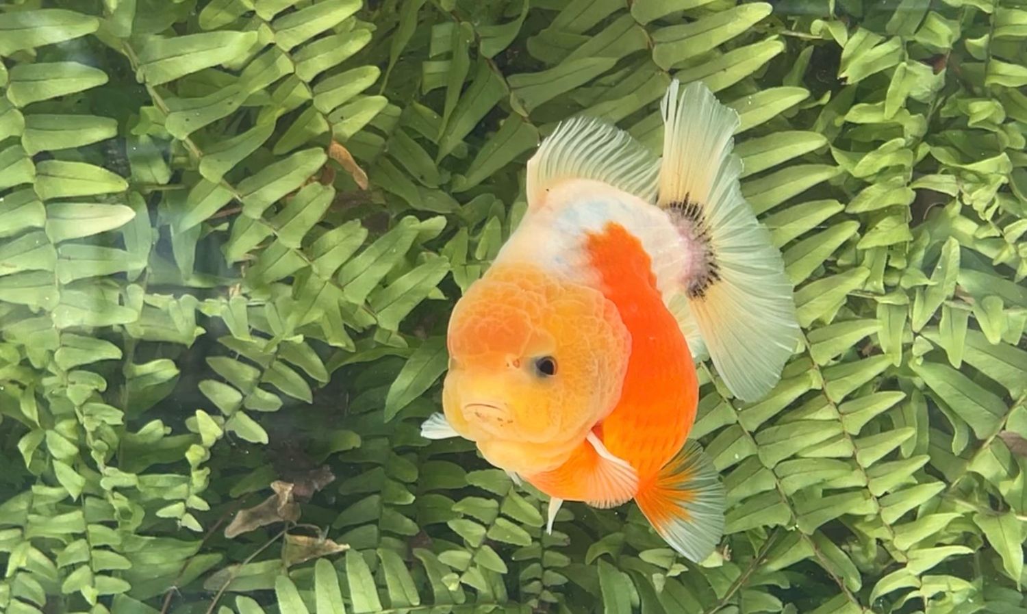 Calico Shogun Oranda (4”)