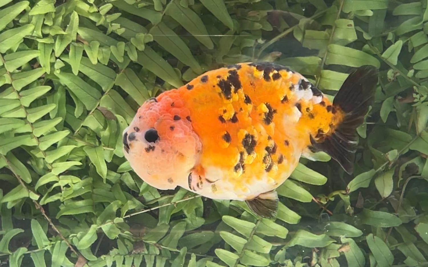 Calico Yuanbao Ranchu (M, 4.5”)