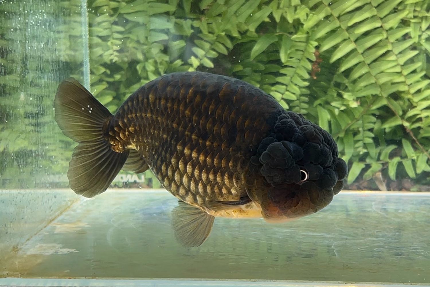 Black Yuanbao Ranchu (M, 6”)