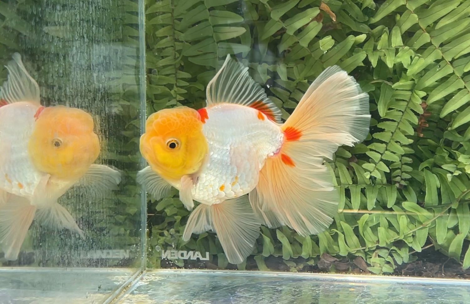 Lemon Head Red And White Peonytail Oranda (M, 5.5”)