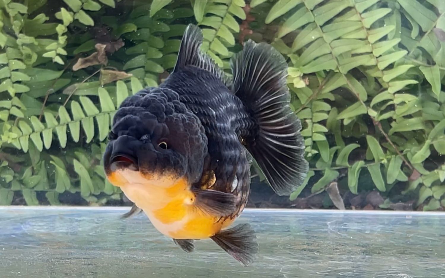 Black Kirin Shogun Oranda (4”)