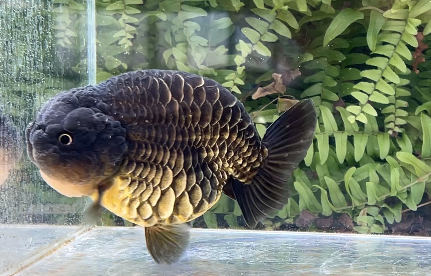 Black Dragon Scale Yuanbao Ranchu (M, 5”)