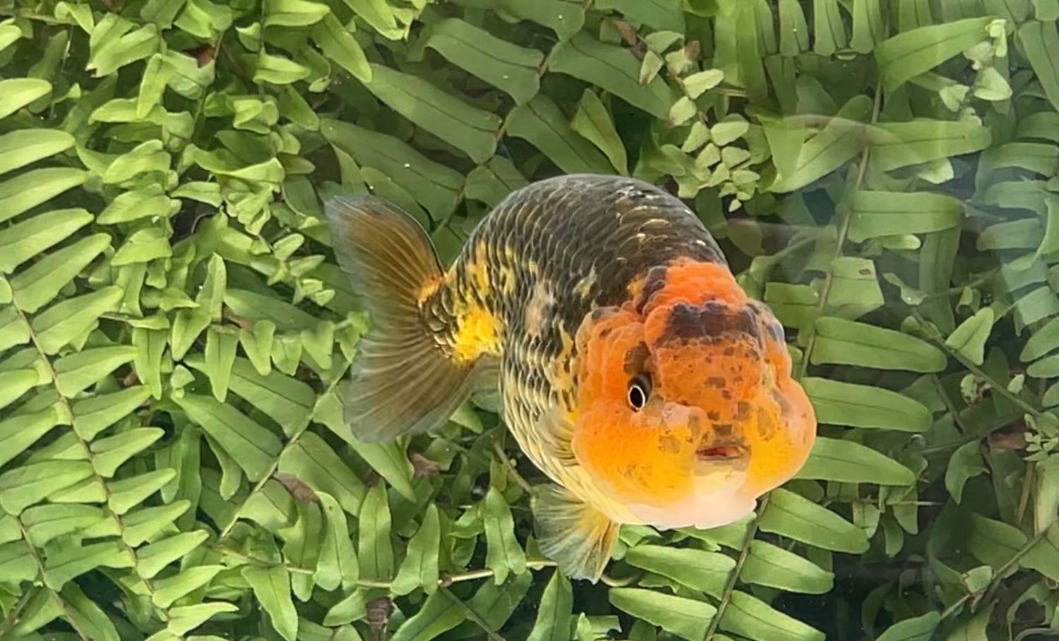 Gold And Bronze Yuanbao Ranchu (M, 5”)