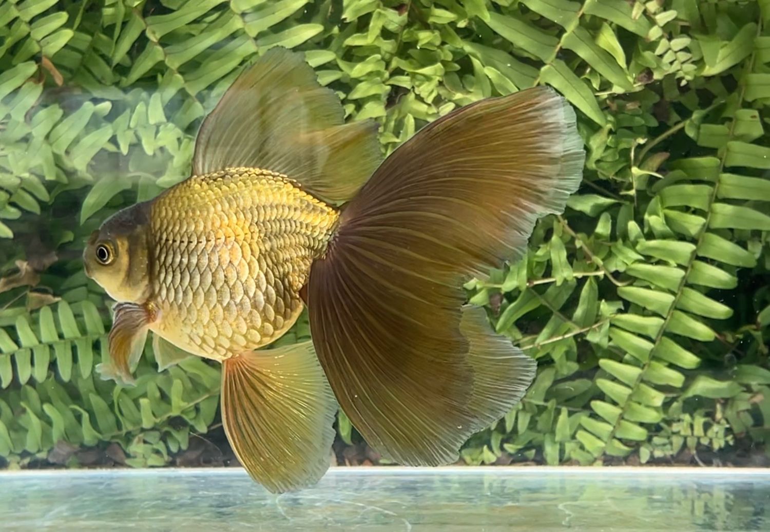 Bronze Veiltail (M, 6.25”)