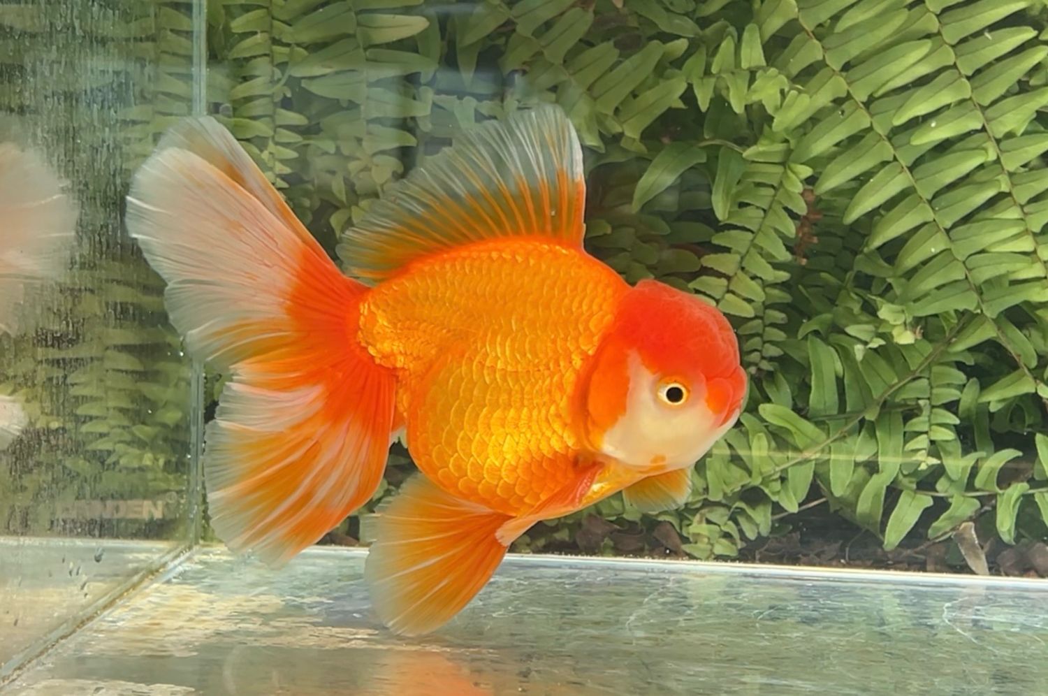 Red And White Peonytail Oranda (M, 6”)