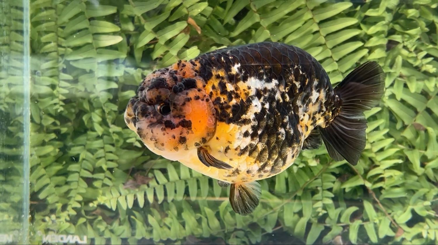 Calico Yuanbao Ranchu (M, 5.25”)