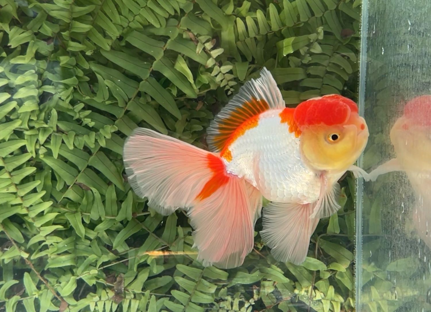 Red And White Peonytail Oranda (M, 5.75”)