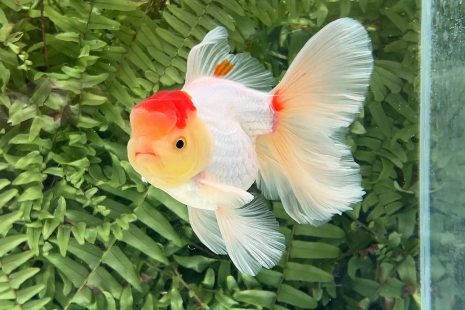 Tancho Red And White Peonytail Oranda (M, 5”)