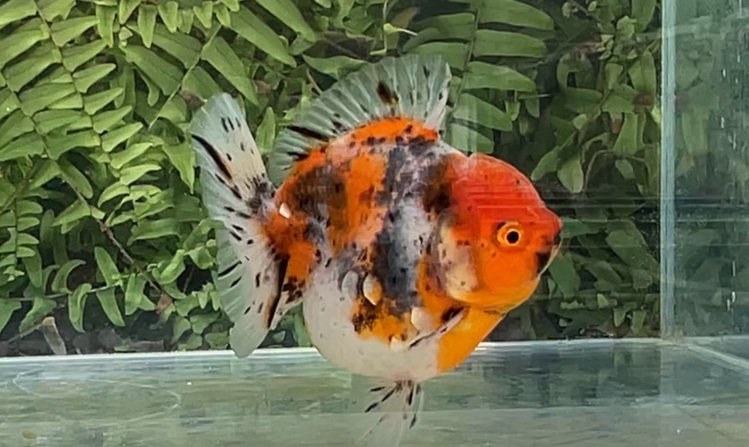 Red Head Calico Shogun Oranda (3.5”)