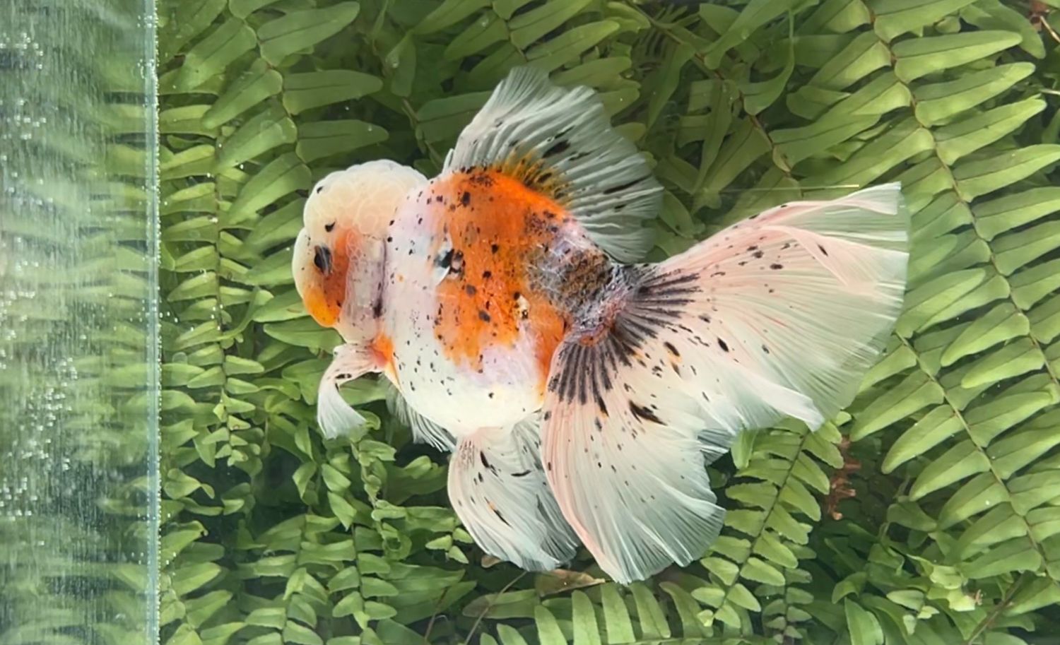 Calico Rosetail Oranda (M, 6”)