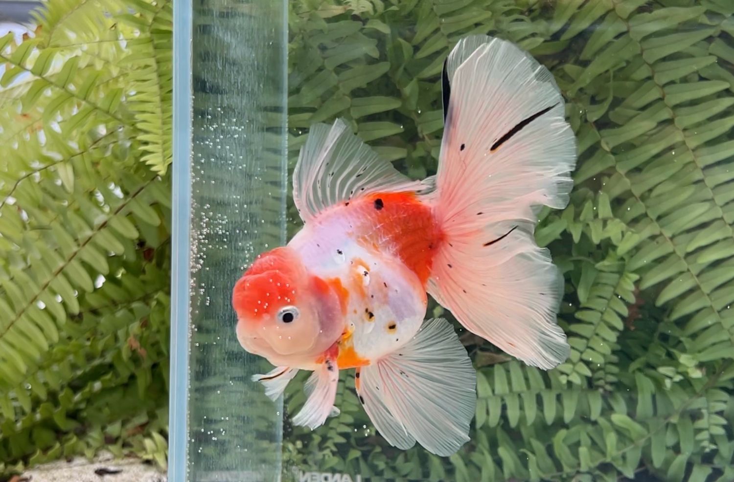 Sakura Rosetail Oranda (M, 6”)