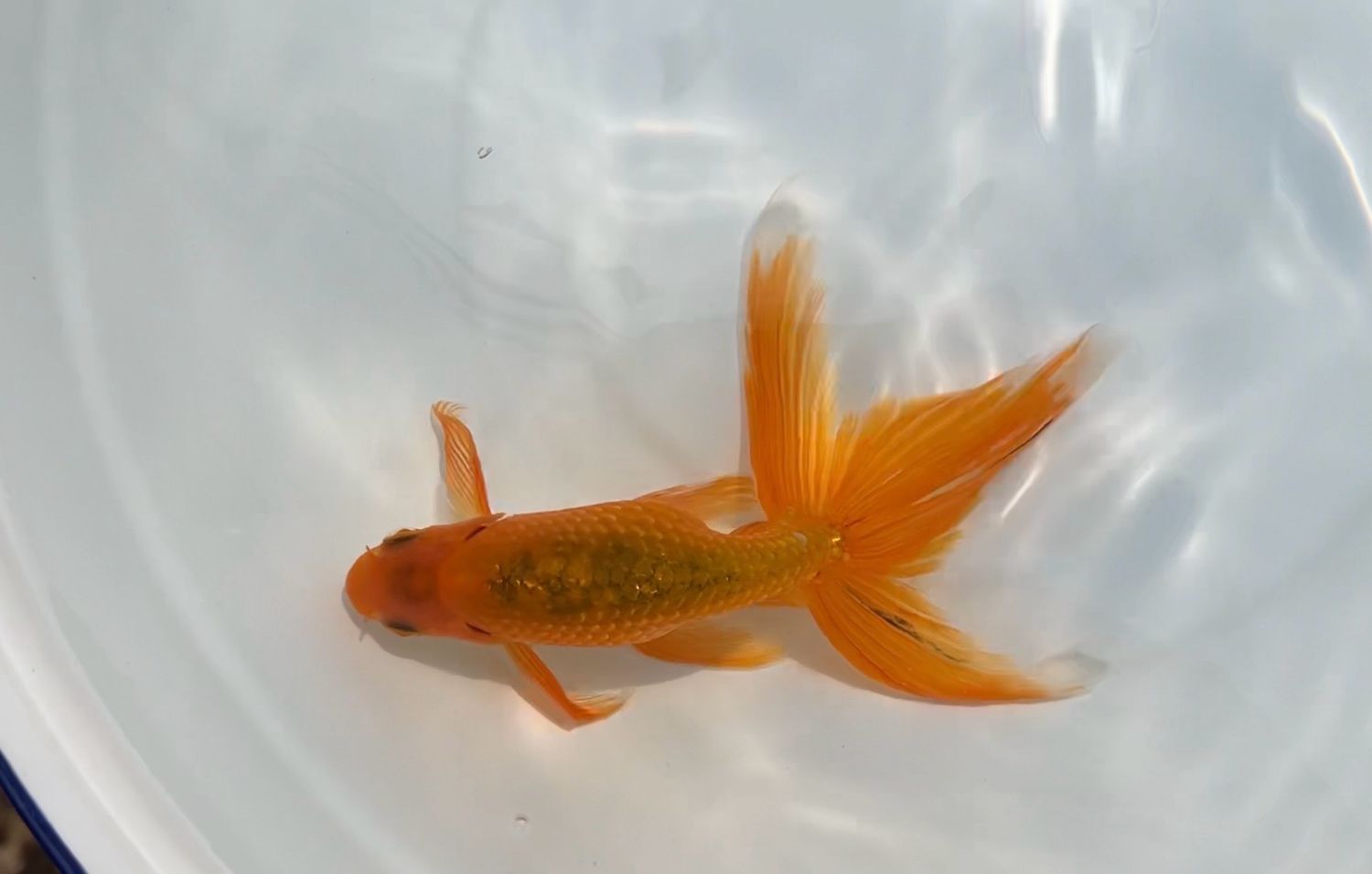 Tusgaru Nishiki (M, 6.25”)