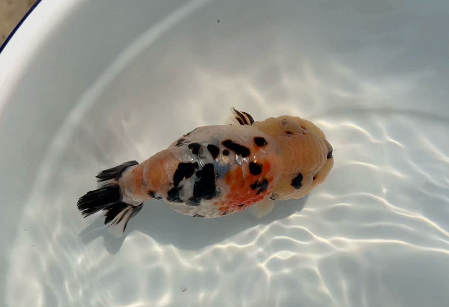 Calico Yuanbao Ranchu (M, 4.75”)