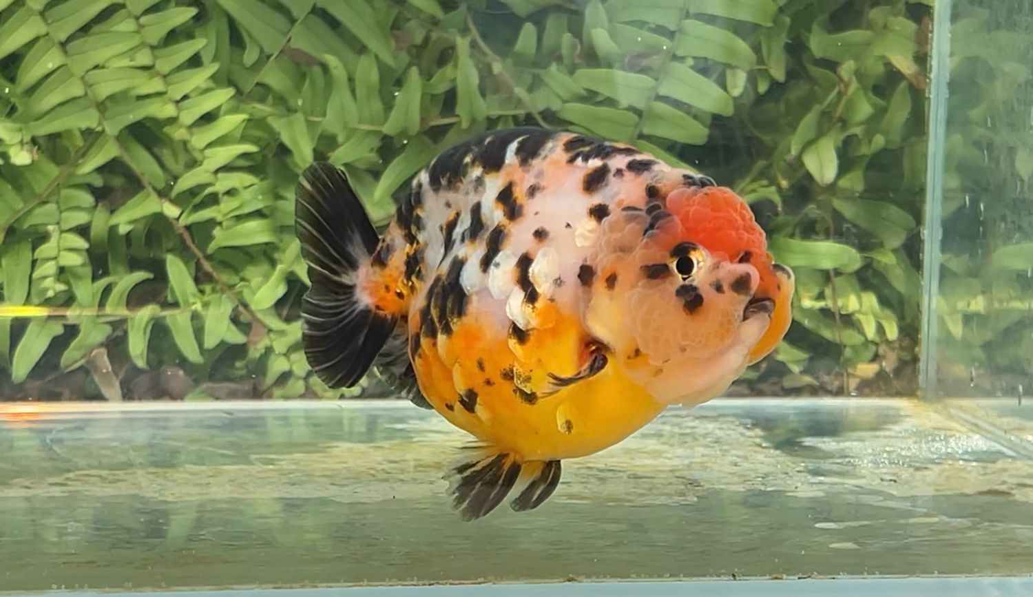 Tancho Calico Yuanbao Ranchu (M, 4.25”)