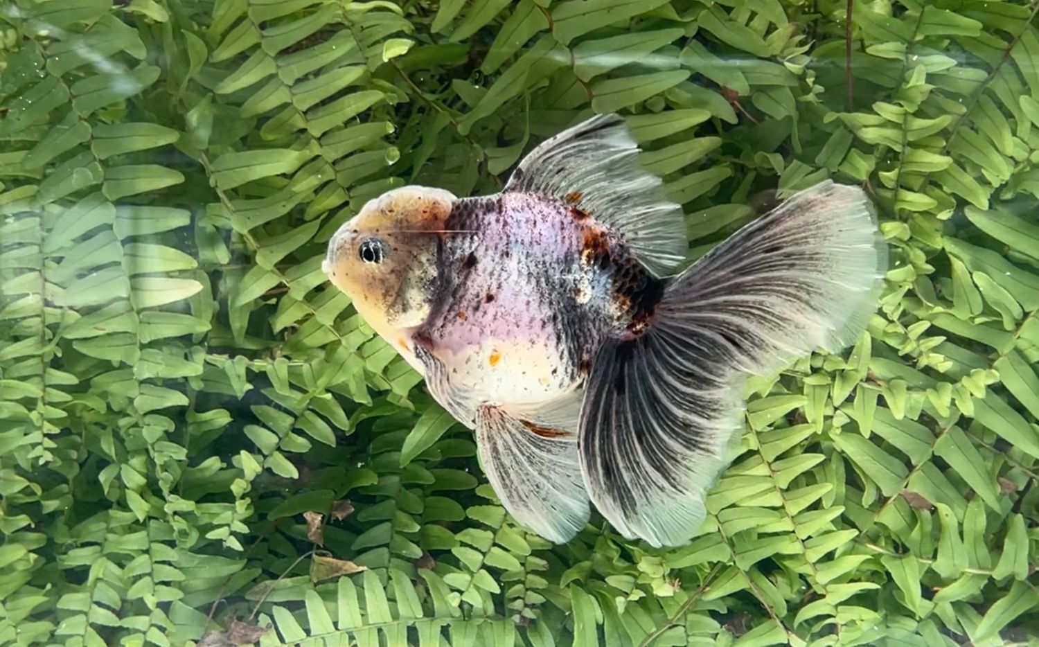 Kirin Rosetail Oranda (M, 6”)