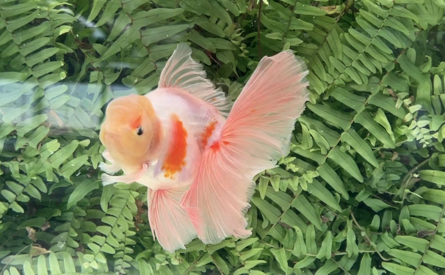 Sakura Rosetail Oranda (M, 6.25”)