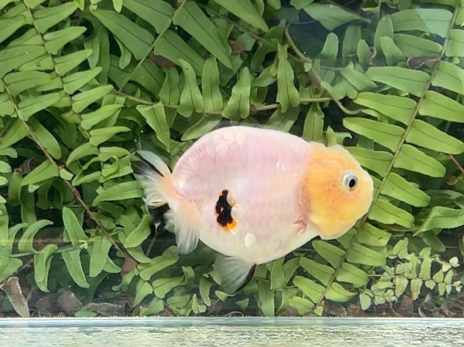 Tri-color Yuanbao Ranchu (F, 3.5”)
