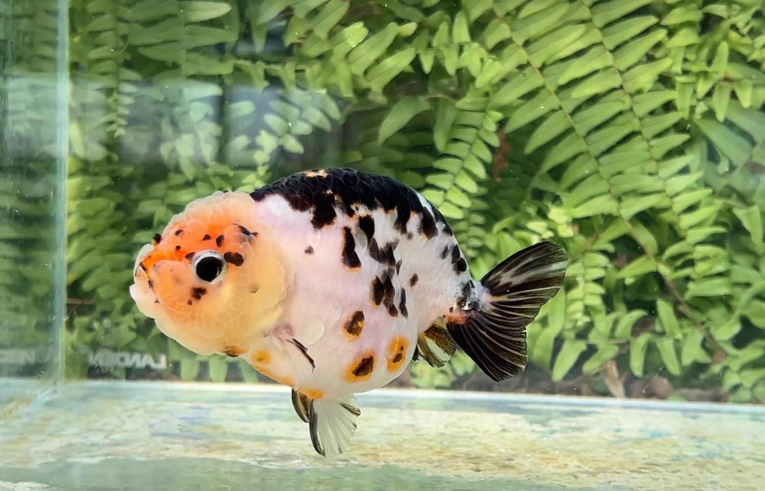 Calico Yuanbao Ranchu (F, 4.5”)