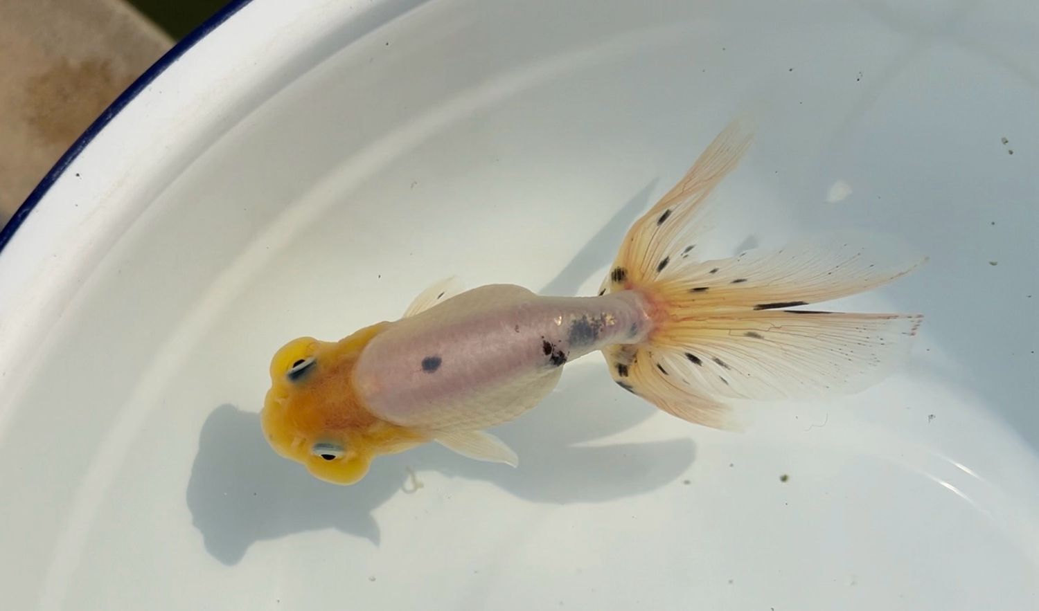 Blue Based Black And White Matte Lion Froghead (F, 5”)