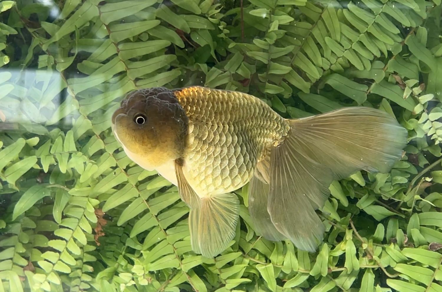 Bronze Phoenixtail Ranchu (F, 6.5”)