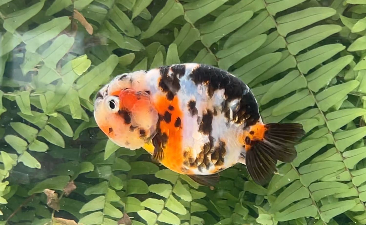 Calico Yuanbao Ranchu (F, 3.5”)