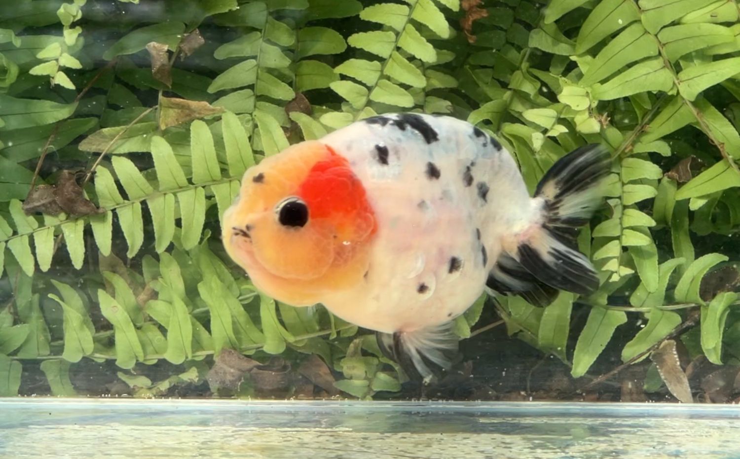 Calico Yuanbao Ranchu (F, 3.75”)