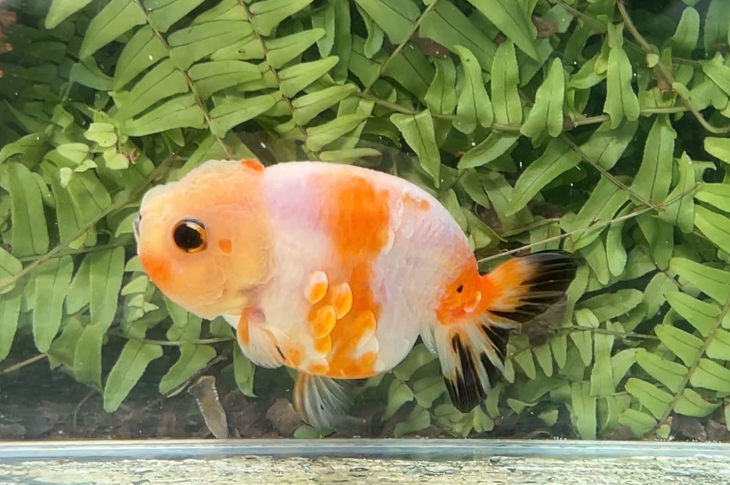 Tri-color Yuanbao Ranchu (F, 3.75”)