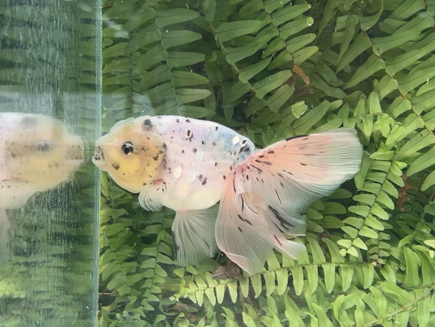 Silver Coin Blue Based Sesame Specks Phoenixtail Lionhead (F, 5.75”)