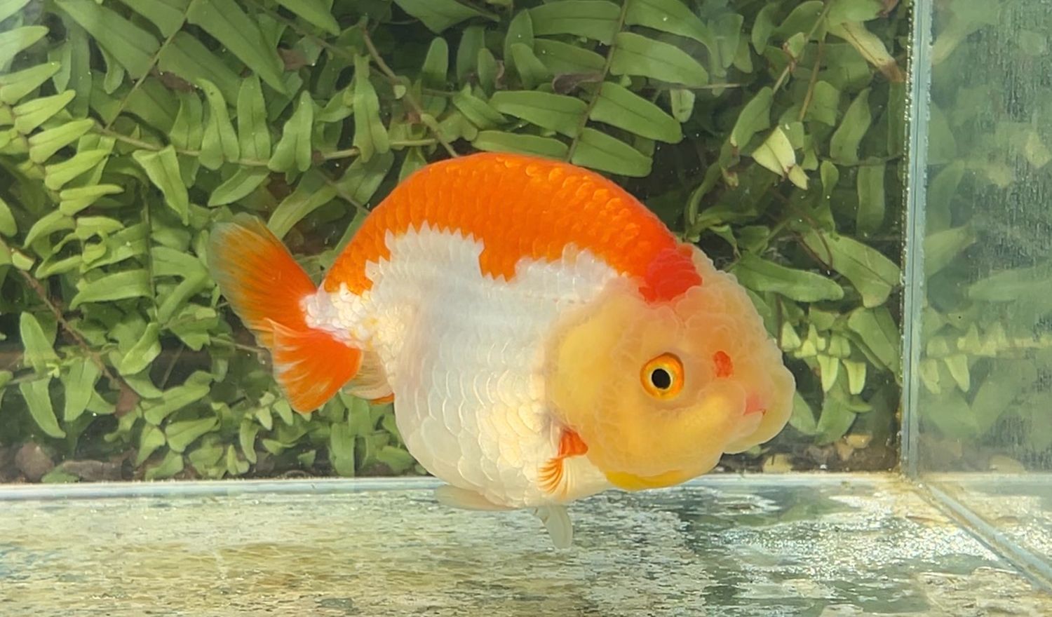 Lemon Head Red And White Yuanbao Ranchu (F, 4.5”)