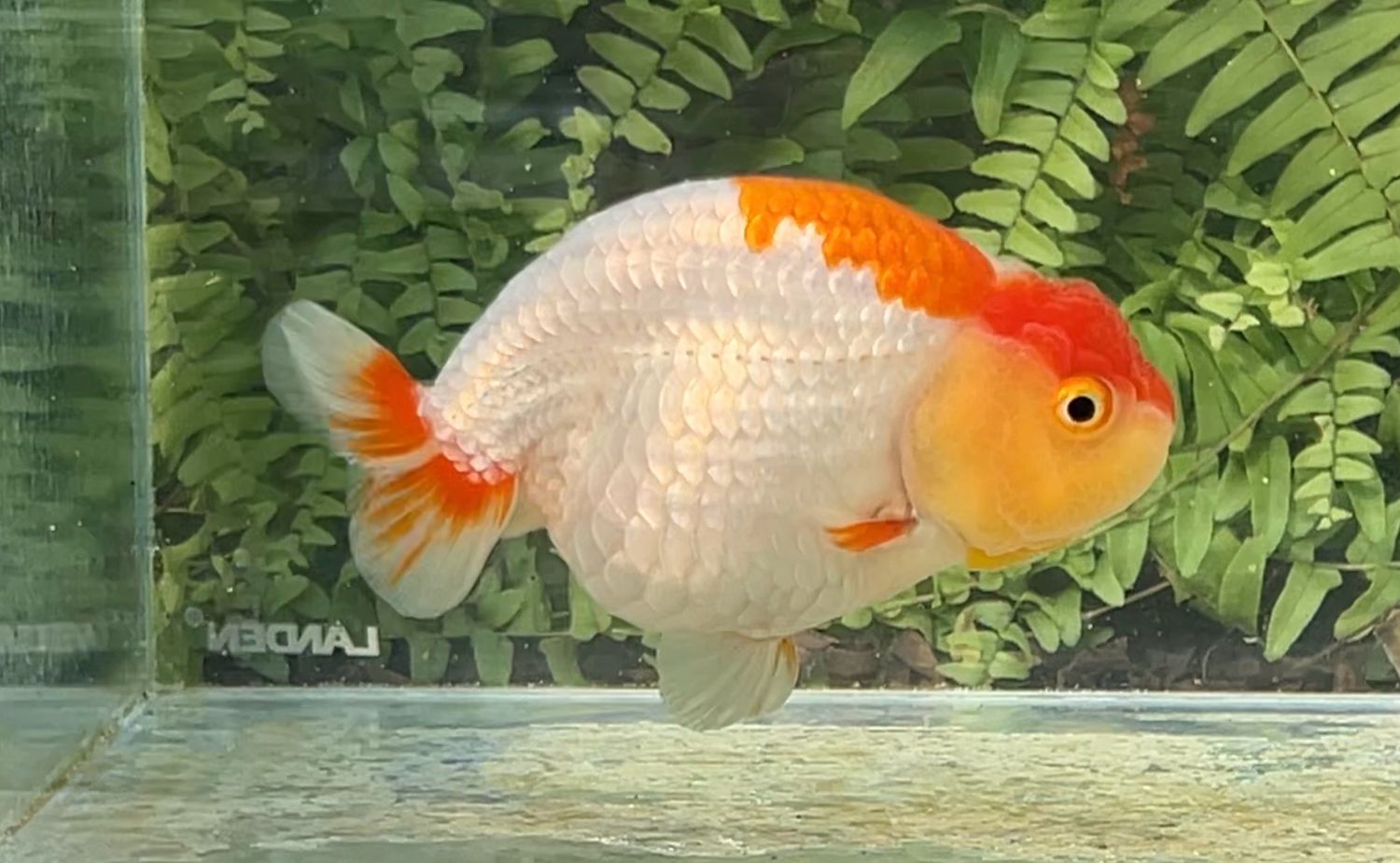 Red And White Yuanbao Ranchu (F, 4.4”)