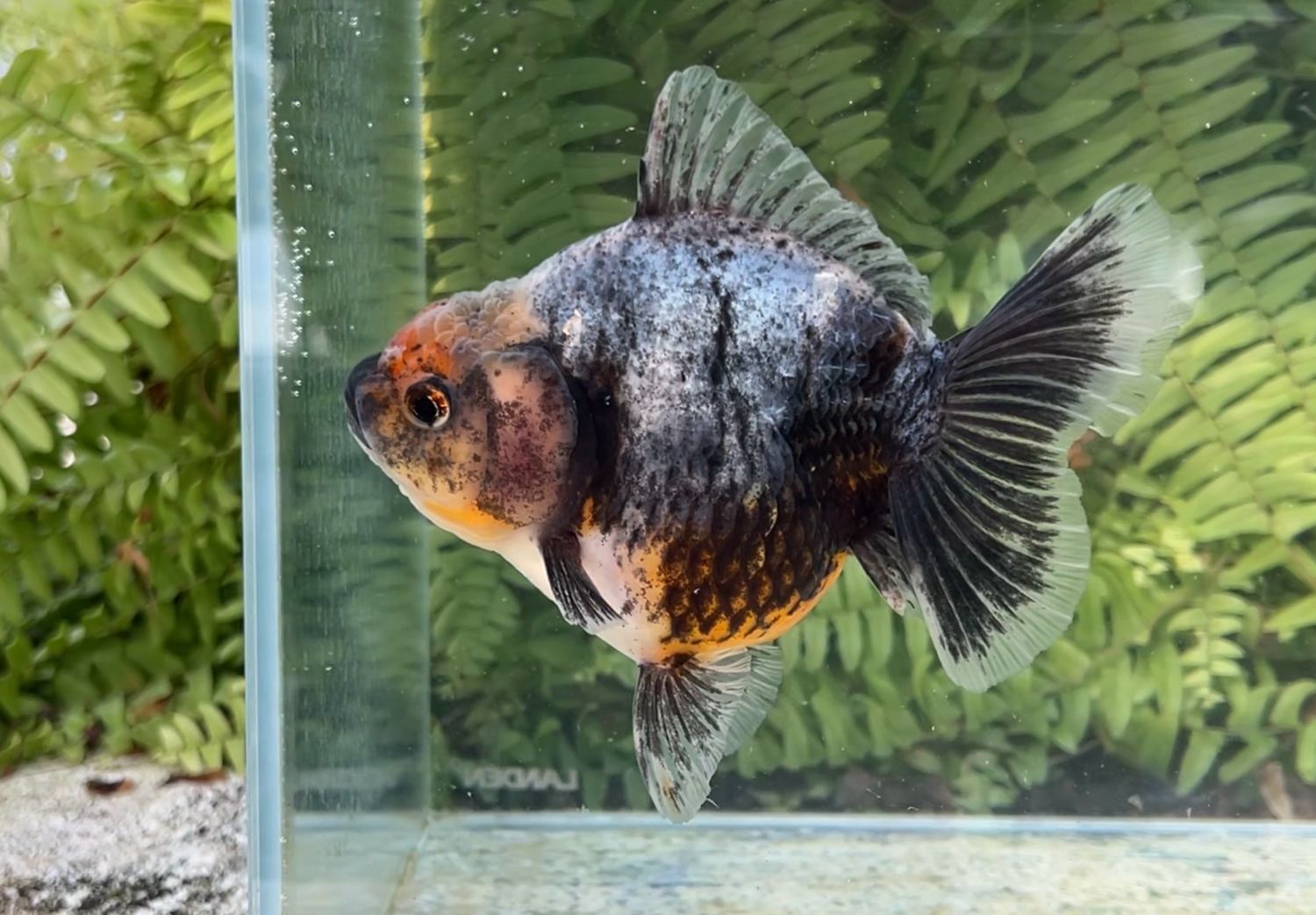 Kirin Rosetail Oranda (F, 5.25”)