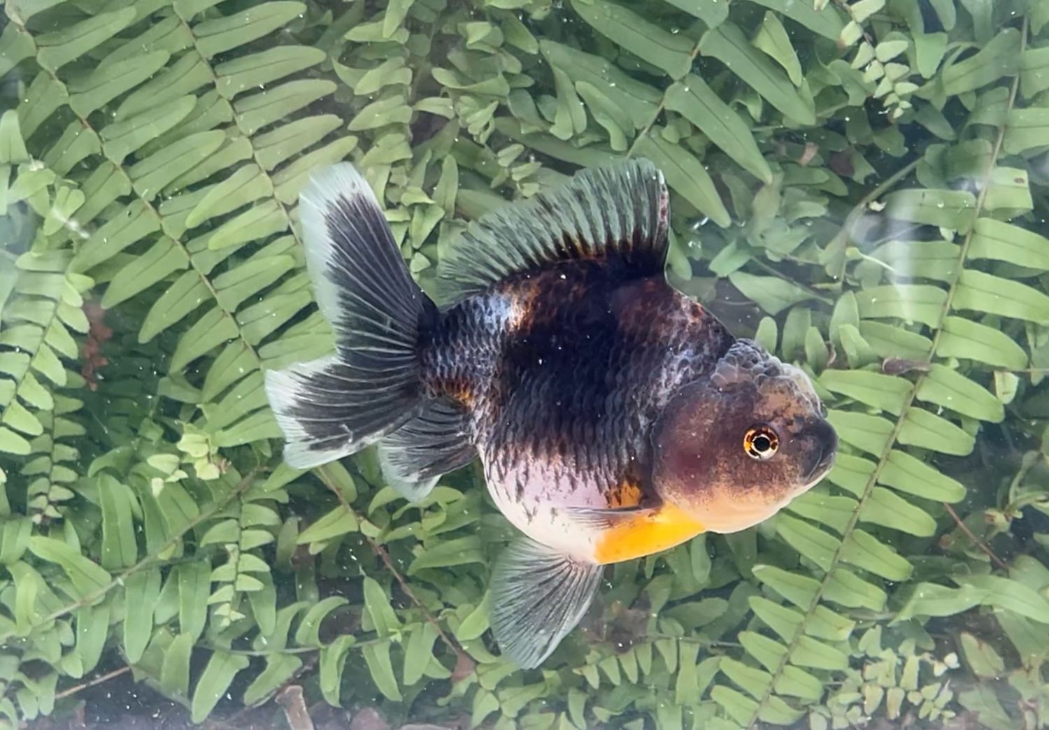 Black Kirin Rosetail Oranda (F, 5”)