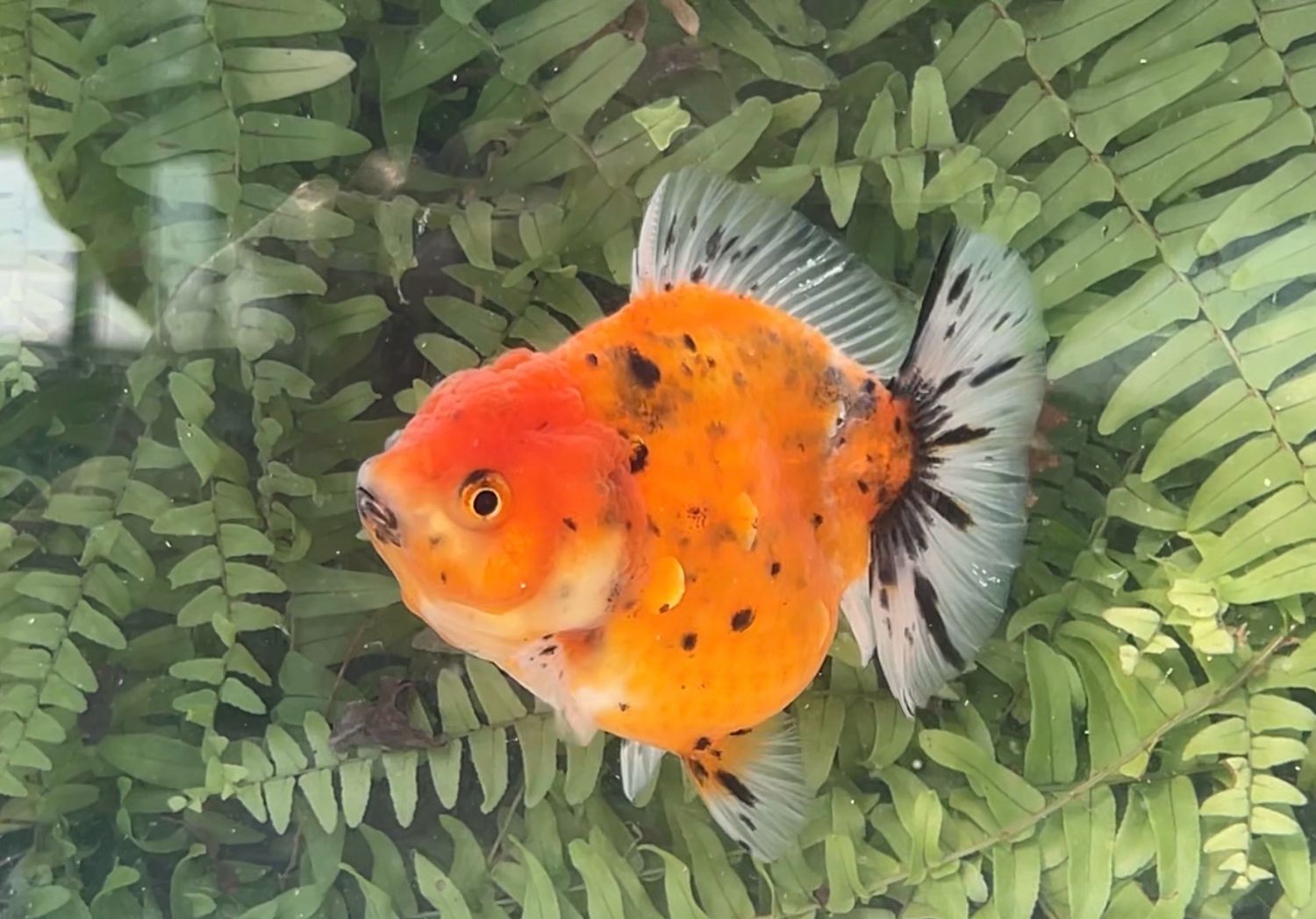 Calico Shogun Oranda (4”)