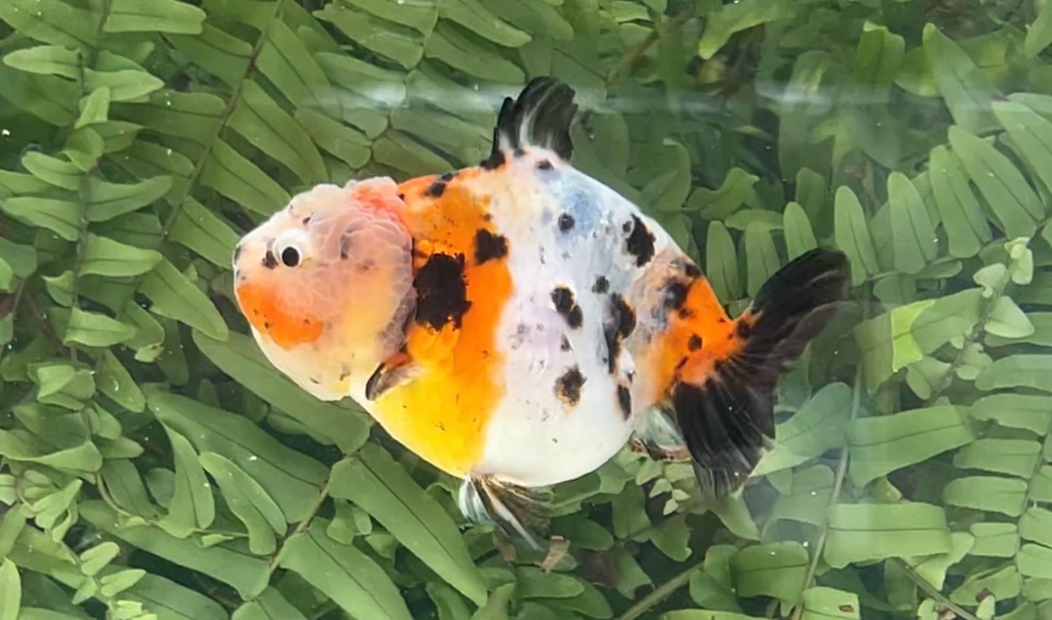 Calico Sharkfin Yuanbao Ranchu (F, 3.5”)