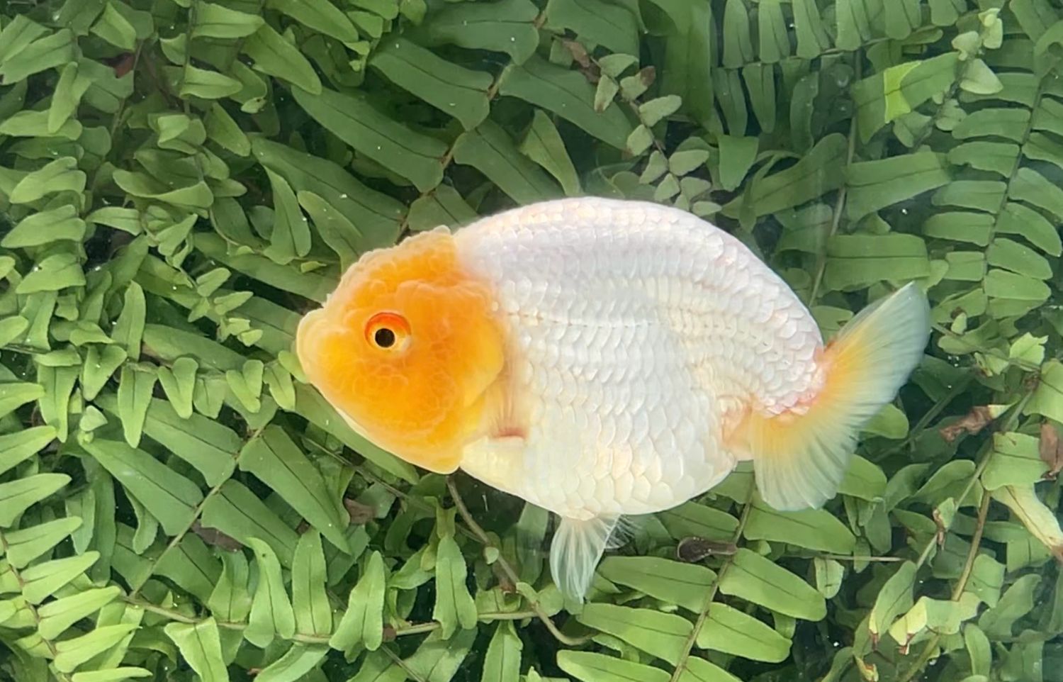 Lemon Head White Yuanbao Ranchu (F, 4.5”)