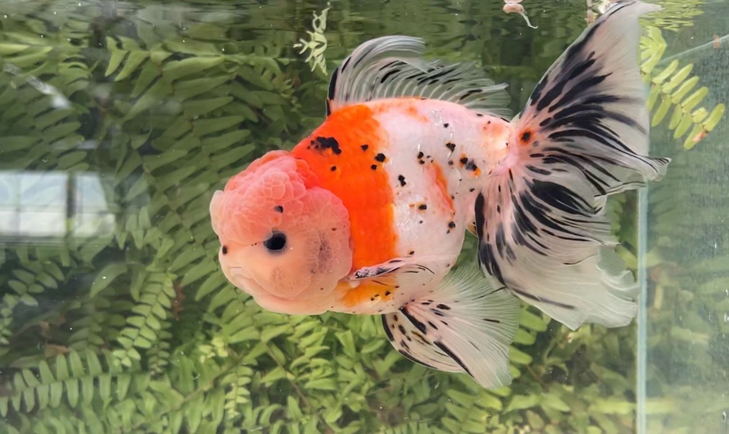 Calico Rosetail Oranda (M, 9”)