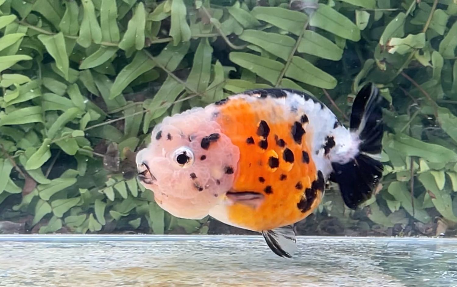 Calico Yuanbao Ranchu (F, 3.5”)