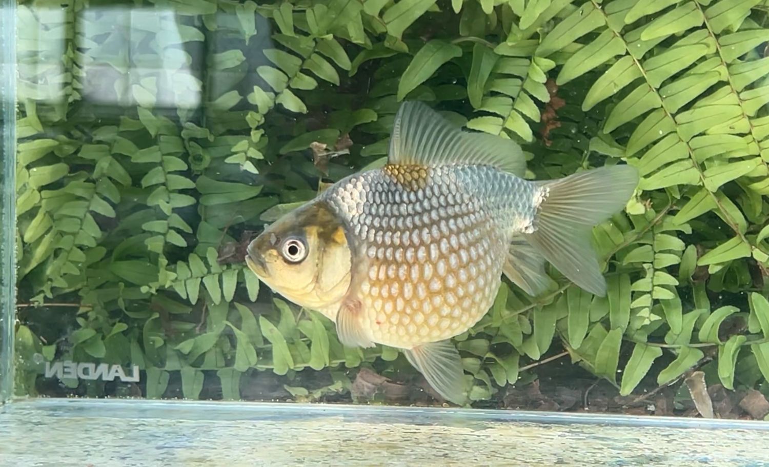 Blue Mousehead Pearlscale (F, 4.5”)