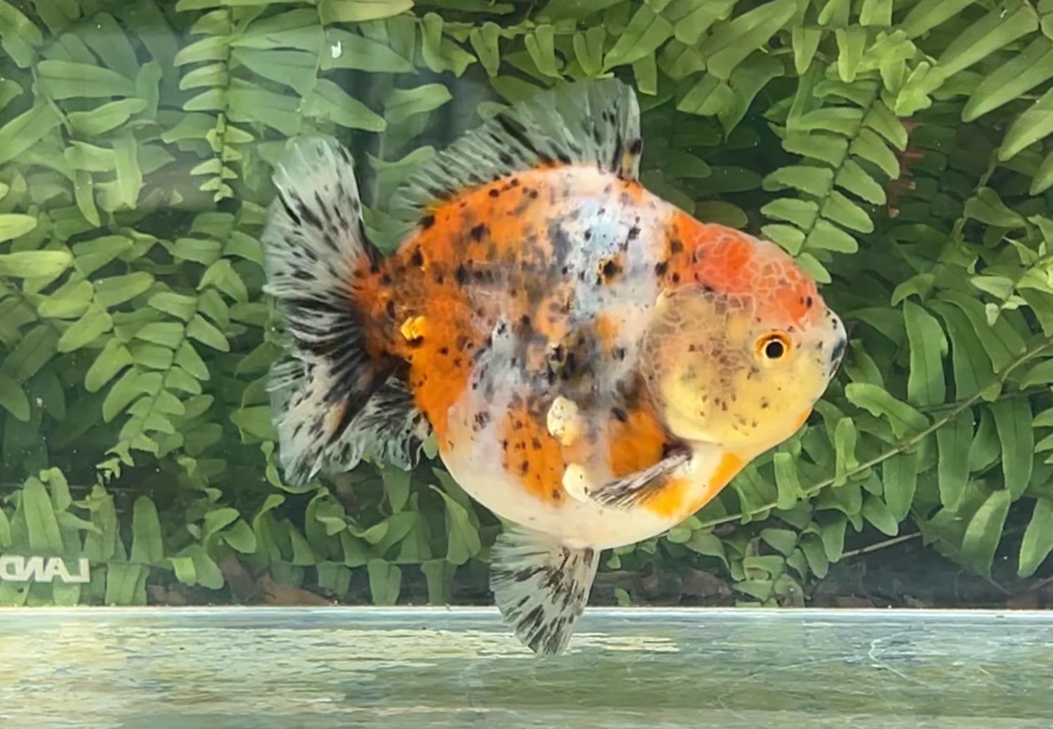Calico Shogun Oranda (4.25”)