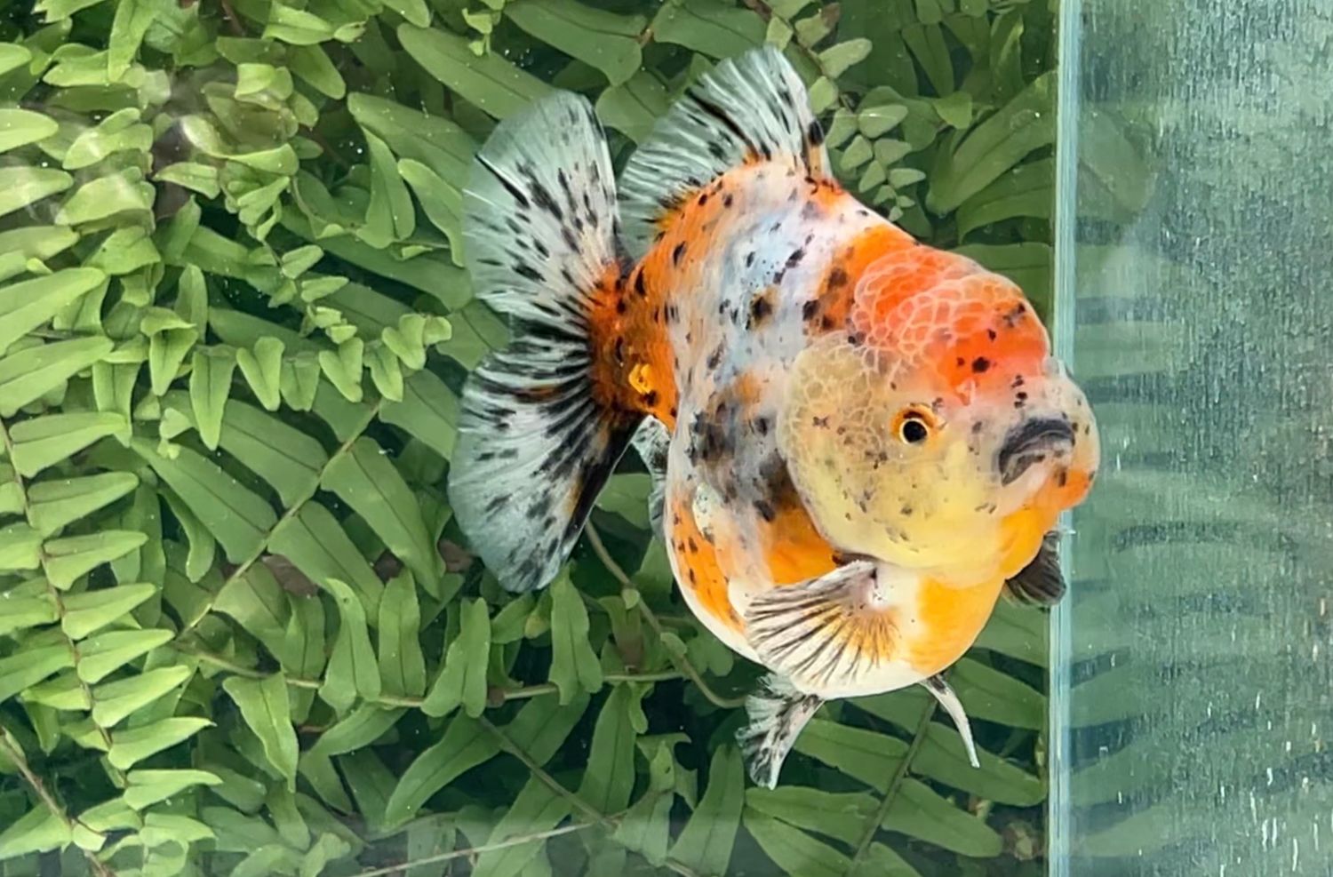 Calico Shogun Oranda (4.25”)
